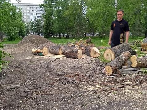 В Красноярске предложили ужесточить наказание за вырубку деревьев в городе